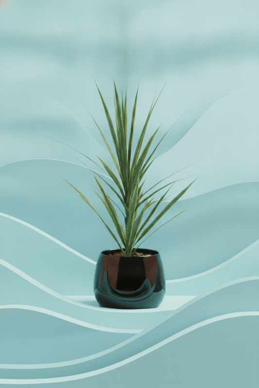 SS26 Dracaena marginata | Dragon Tree - Royally Rooted