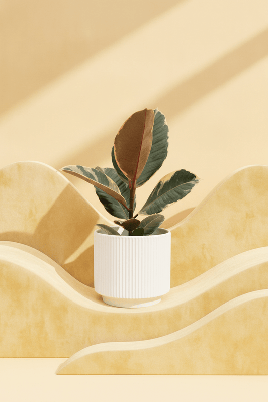 SS26 Ficus elastica | Rubber Plant - Royally Rooted