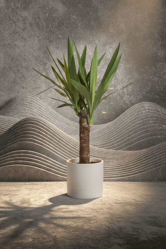 SS26 Yucca - Royally Rooted